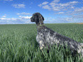 Setter Anglais PATAGONIA DE LA PLUME DU PÉVÈLE